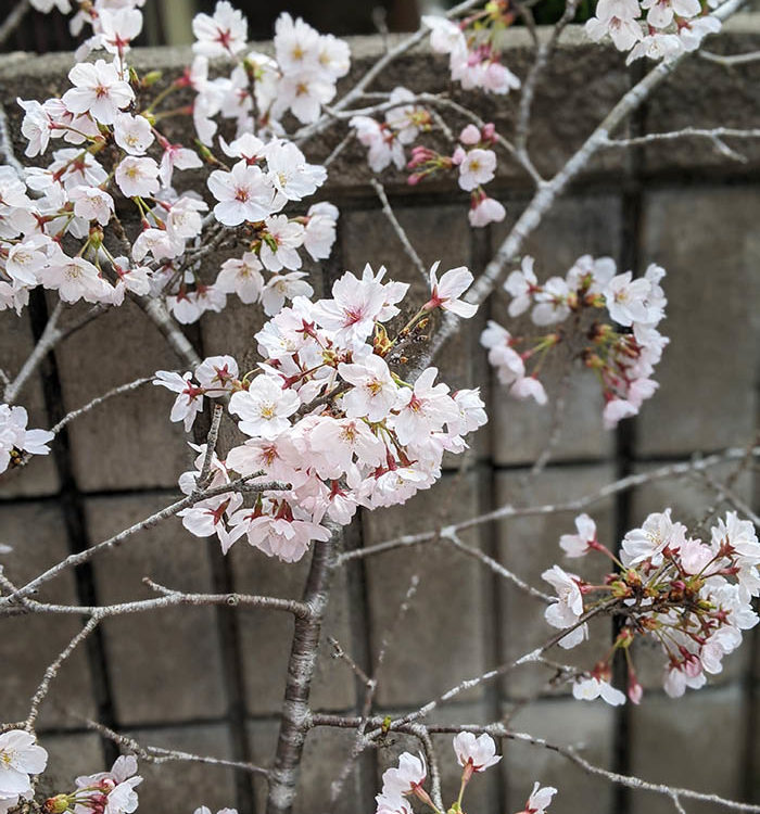 満開の桜に おもう事・・・